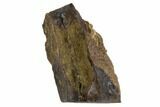 Triceratops Shed Tooth - Montana #93159-1